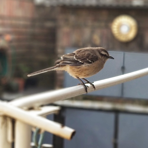 IMG_20190808_163843_395_resize_30