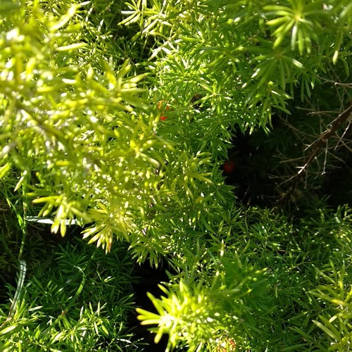 IMG_20180629_211713_311